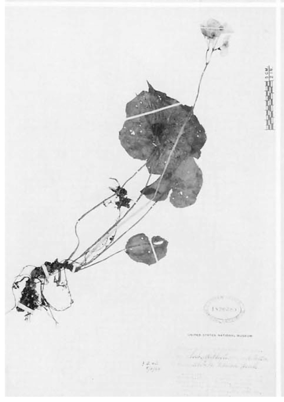 B. davidsoniae